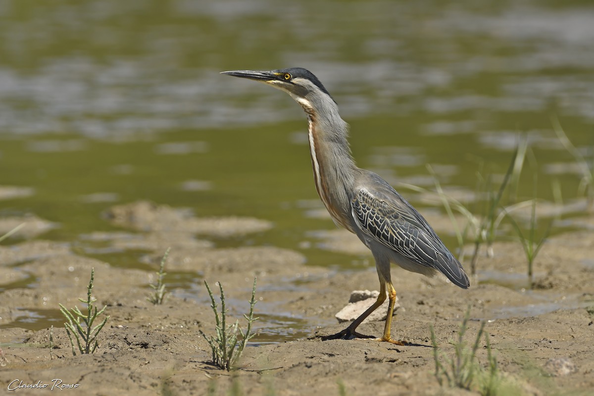 Striated Heron - Claudio Rosso