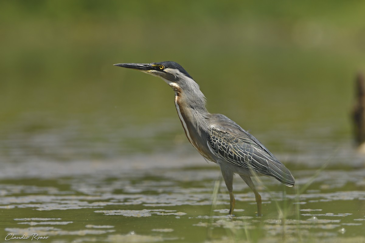 Striated Heron - Claudio Rosso