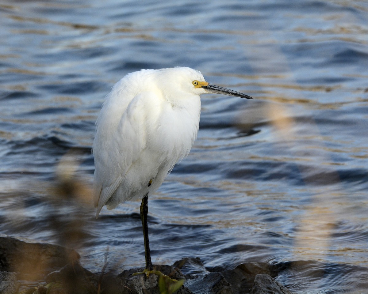 Snowy Egret - ML611174036