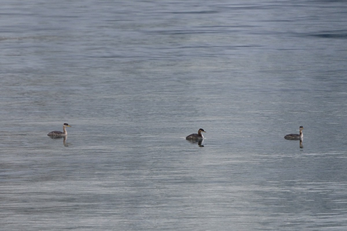 Red-necked Grebe - ML611174082