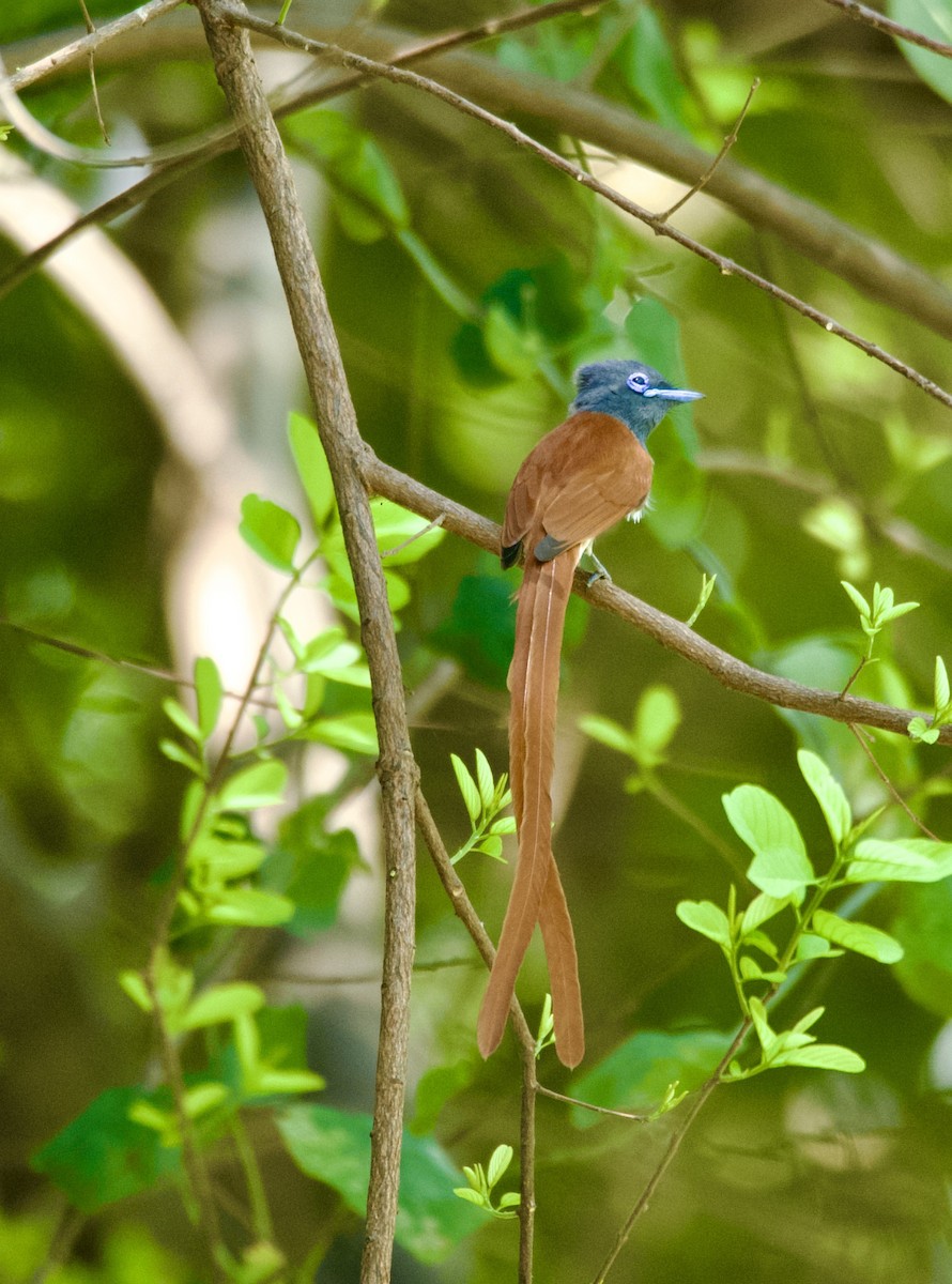 African Paradise-Flycatcher - ML611174120