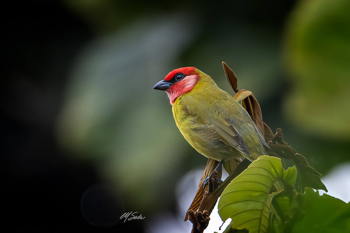 Red-headed Tanager - Manuel Seda