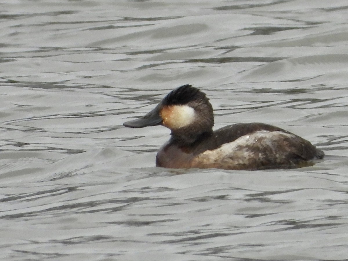 Ruddy Duck - ML611174260