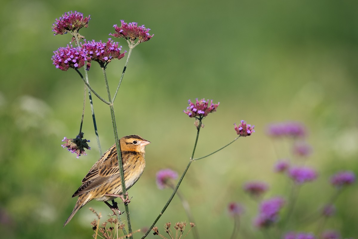 bobolink - ML611174272