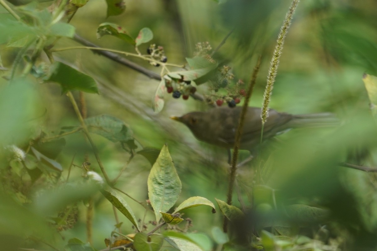 Ecuadorian Thrush - ML611174345