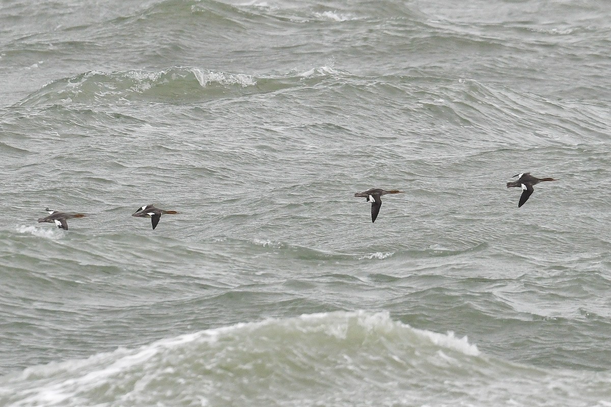 Red-breasted Merganser - ML611174354