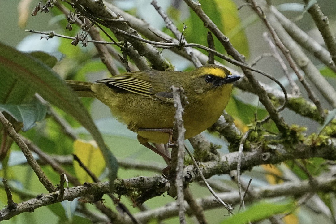 Citrine Warbler - ML611174427