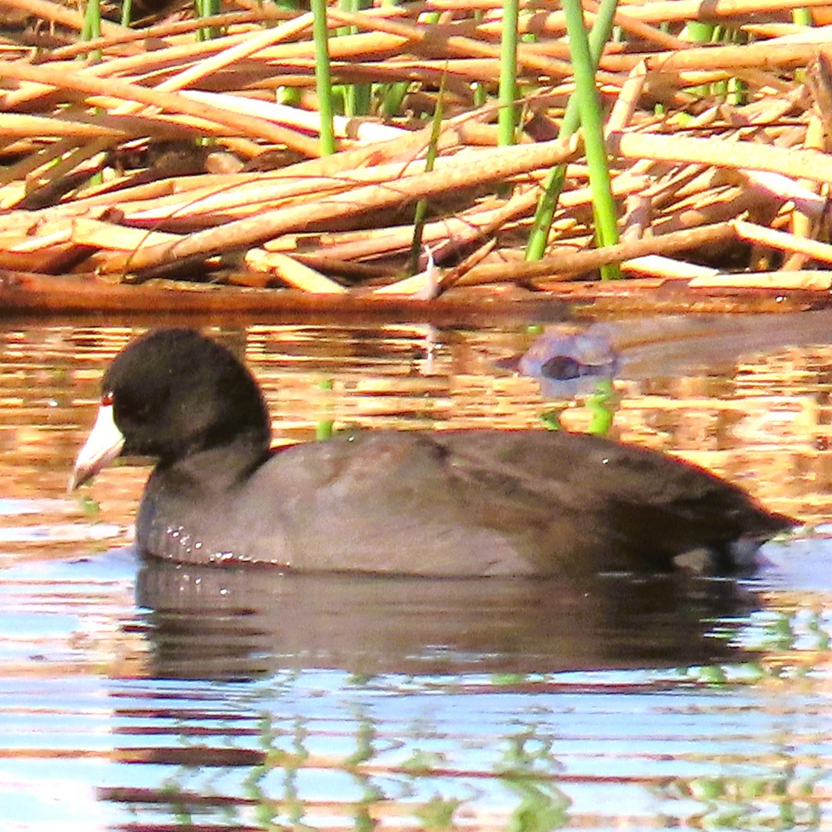 American Coot - ML611174498