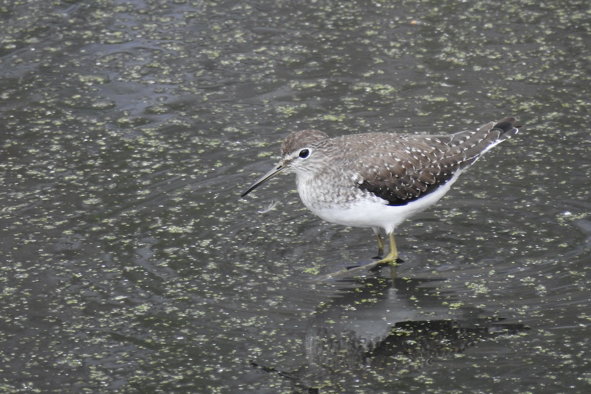 Solitary Sandpiper - Charlotte Morris