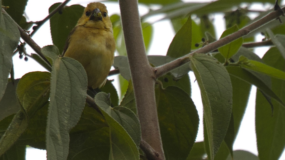 Variable Seedeater - ML611174565