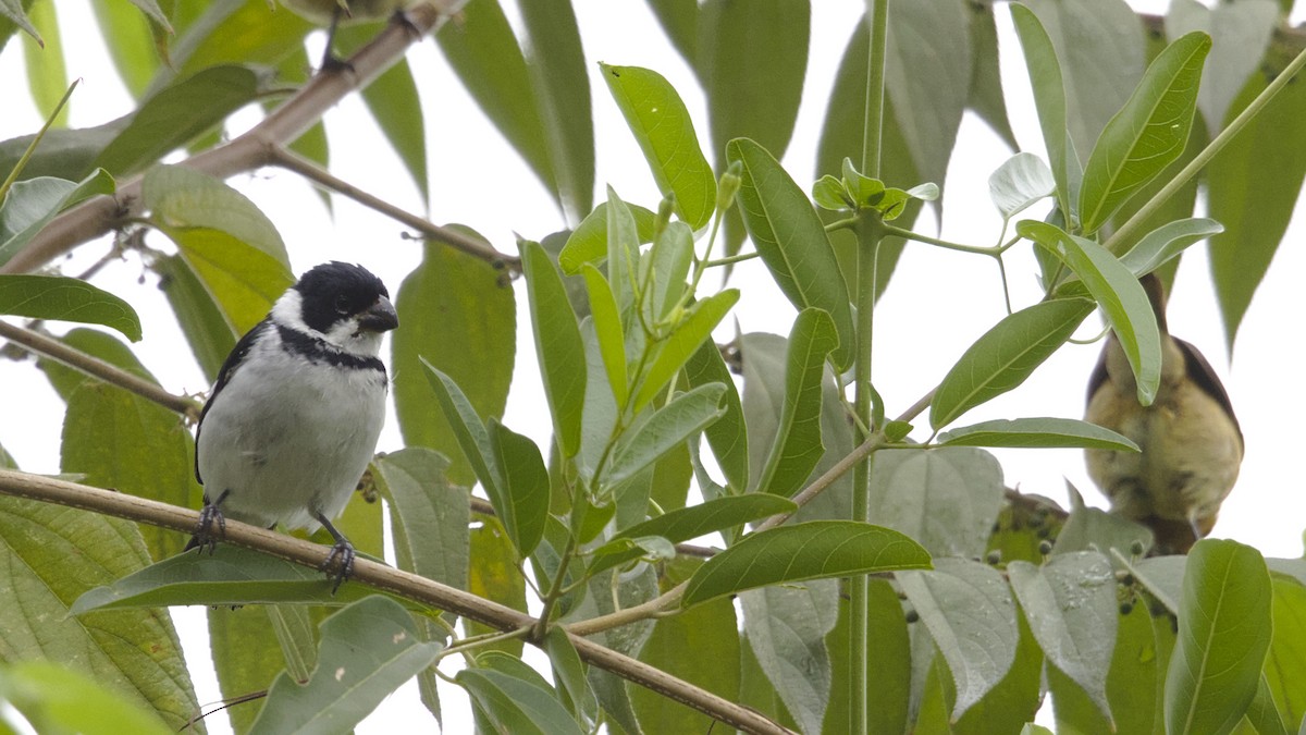 Variable Seedeater - ML611174567