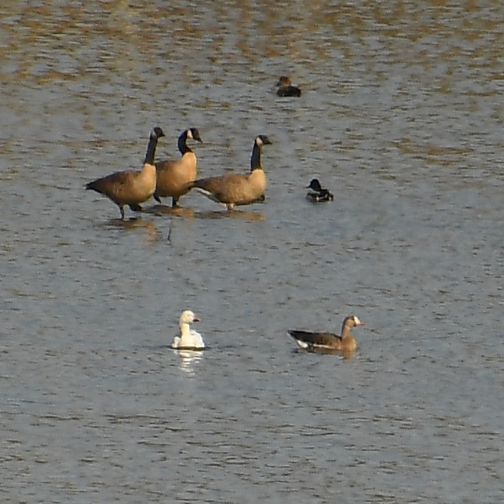 Greater White-fronted Goose - ML611174585
