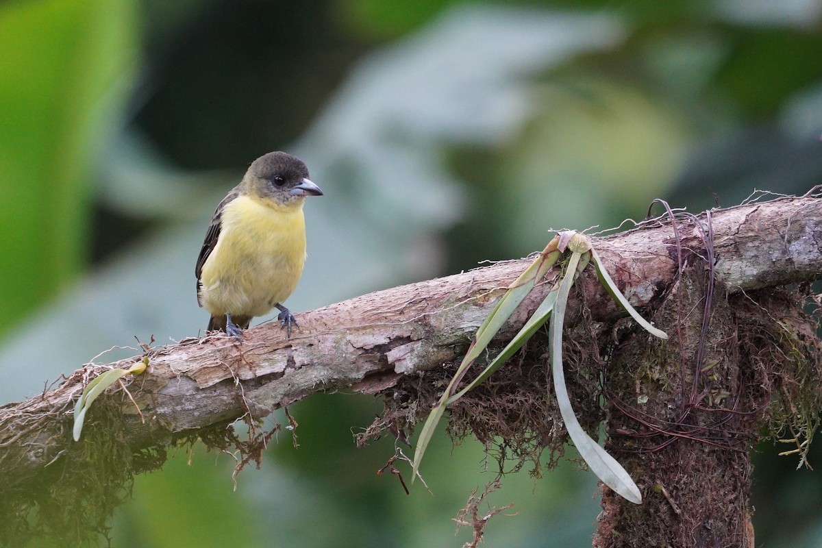 Flame-rumped Tanager - ML611174593