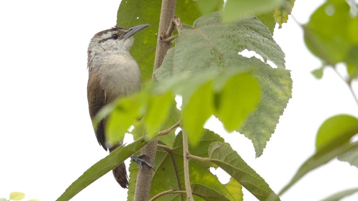 Superciliated Wren - ML611174634