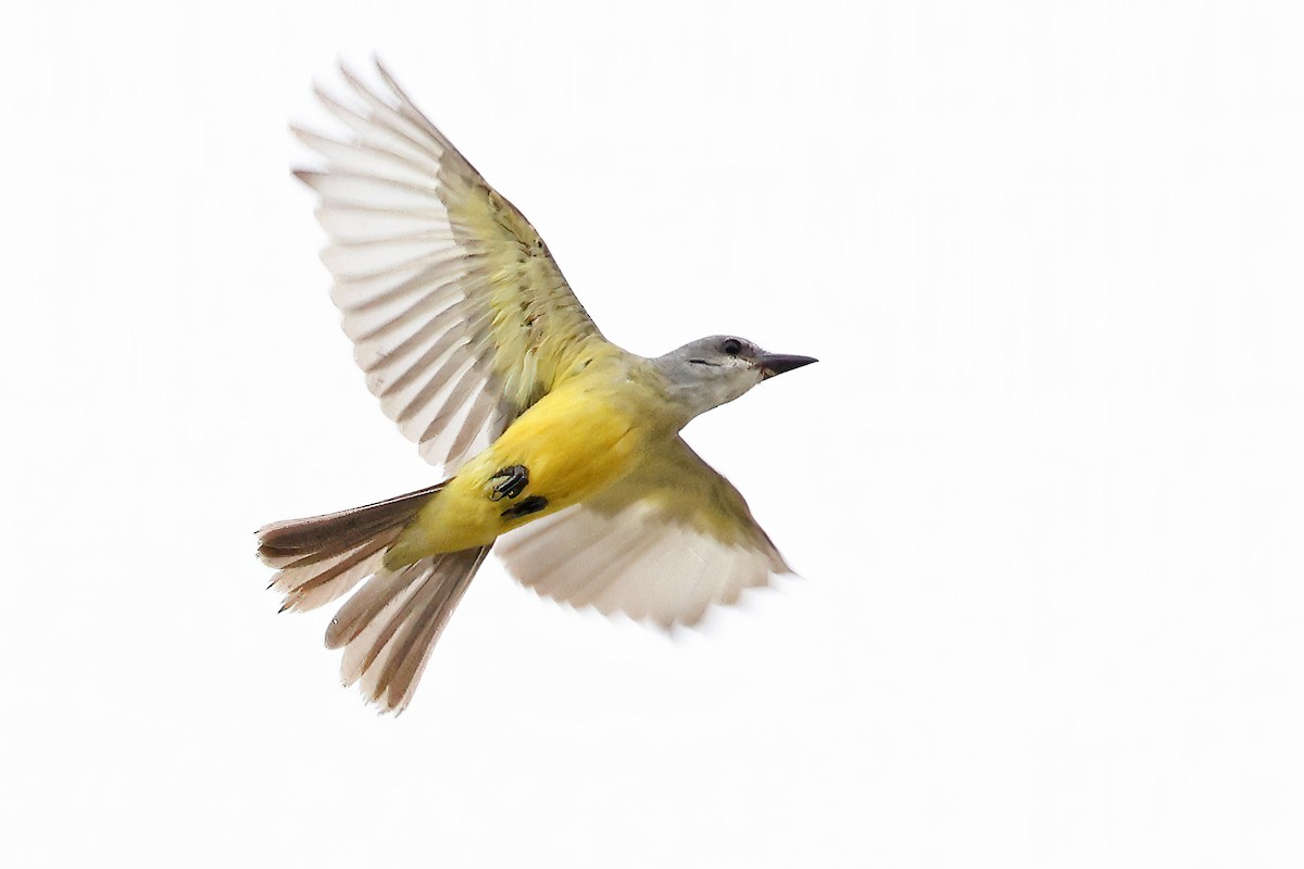 Tropical Kingbird - Garrett Lau