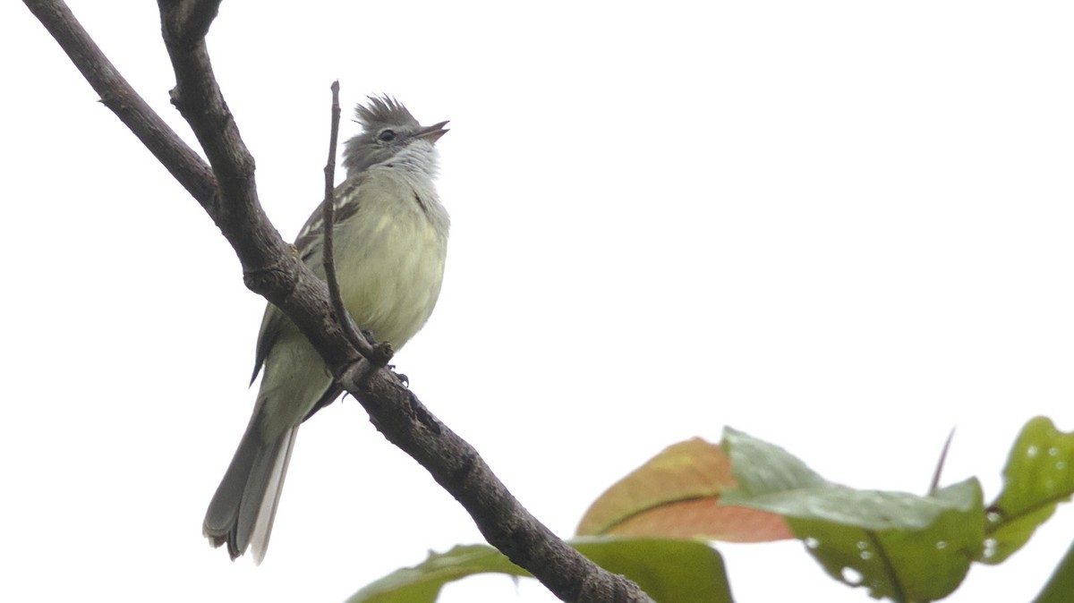 Yellow-bellied Elaenia - ML611174645