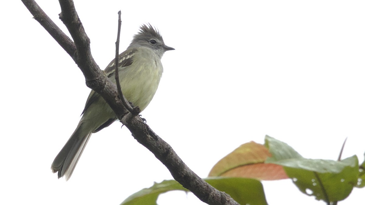 Yellow-bellied Elaenia - Mark Scheel