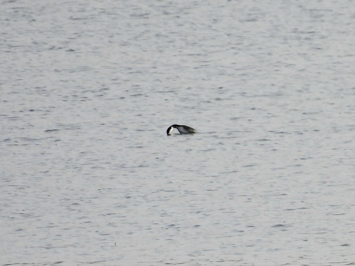 Horned Grebe - ML611174723