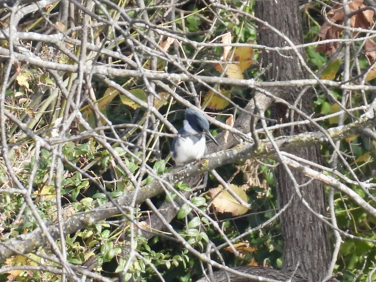 Belted Kingfisher - ML611174735