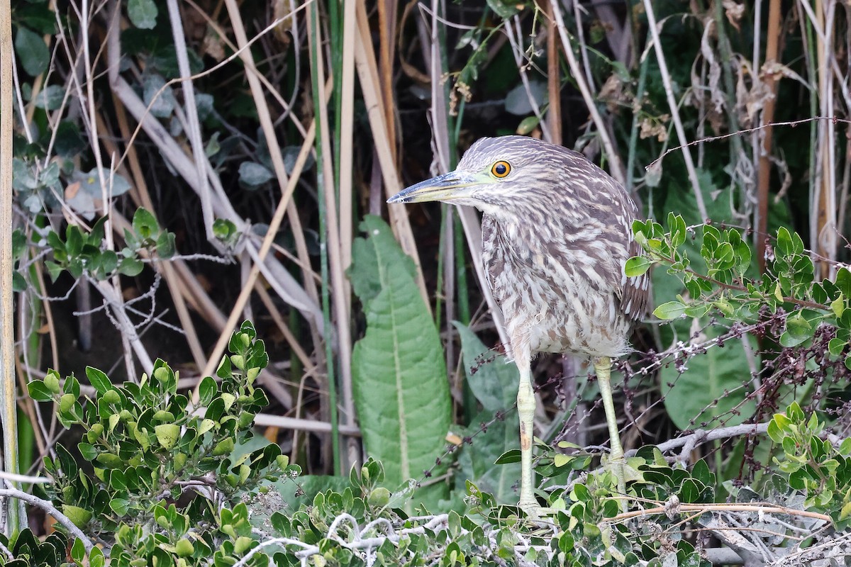 Black-crowned Night Heron - Garrett Lau