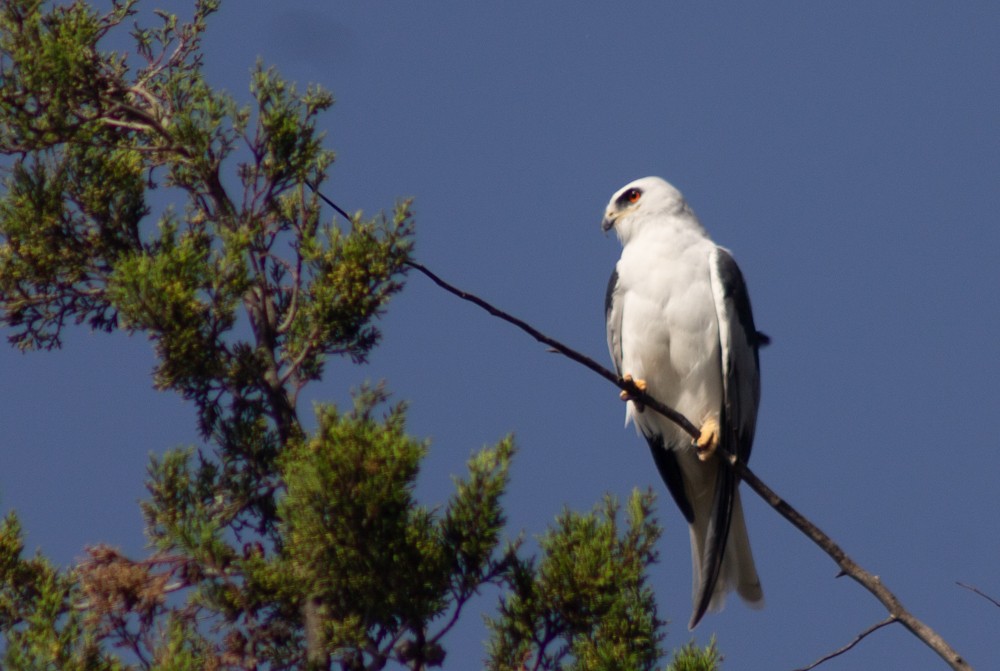 White-tailed Kite - ML611174745