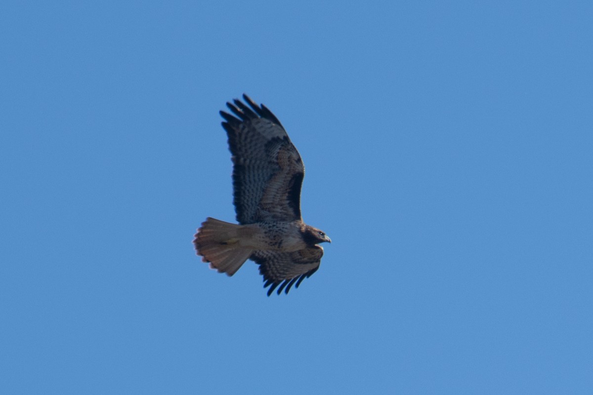 Red-tailed Hawk - Tony Ducks