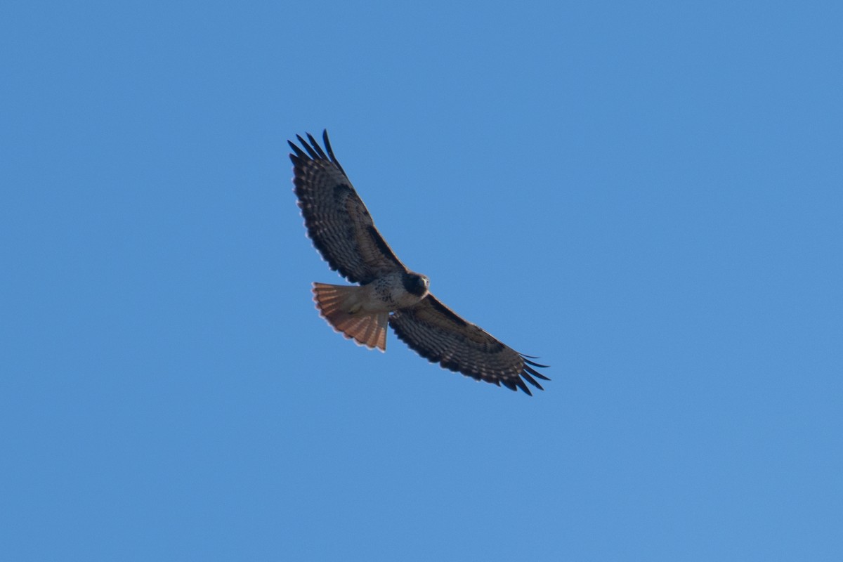 Red-tailed Hawk - ML611174751