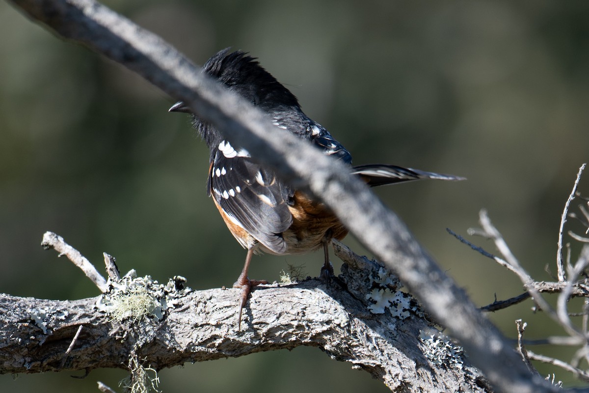 Spotted Towhee - Tony Ducks