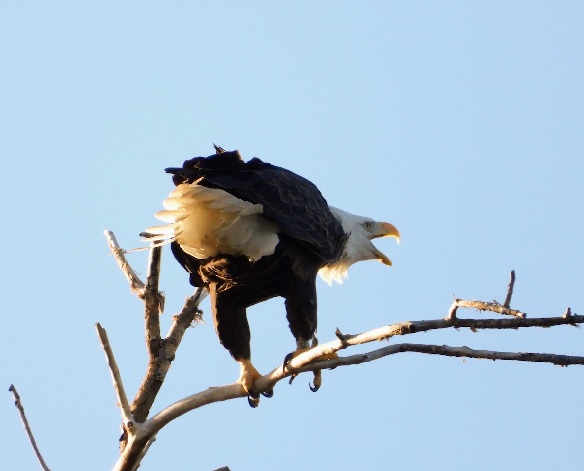 Bald Eagle - ML611174959