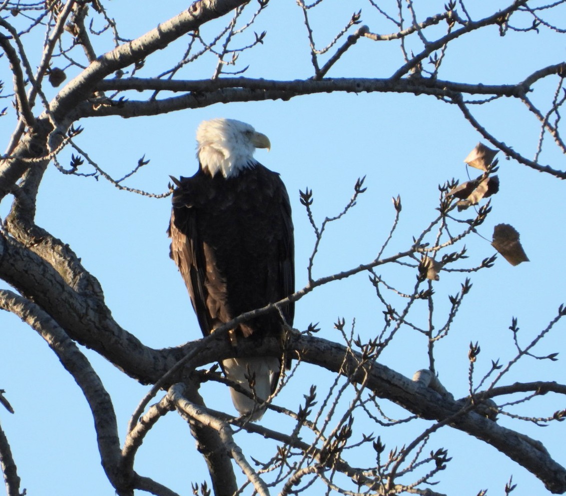 Bald Eagle - ML611174960