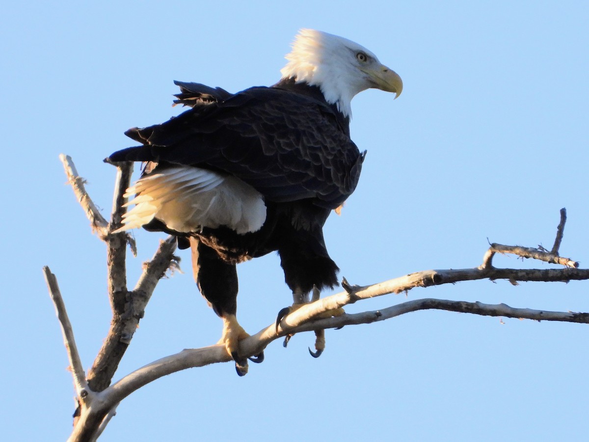 Bald Eagle - ML611174962