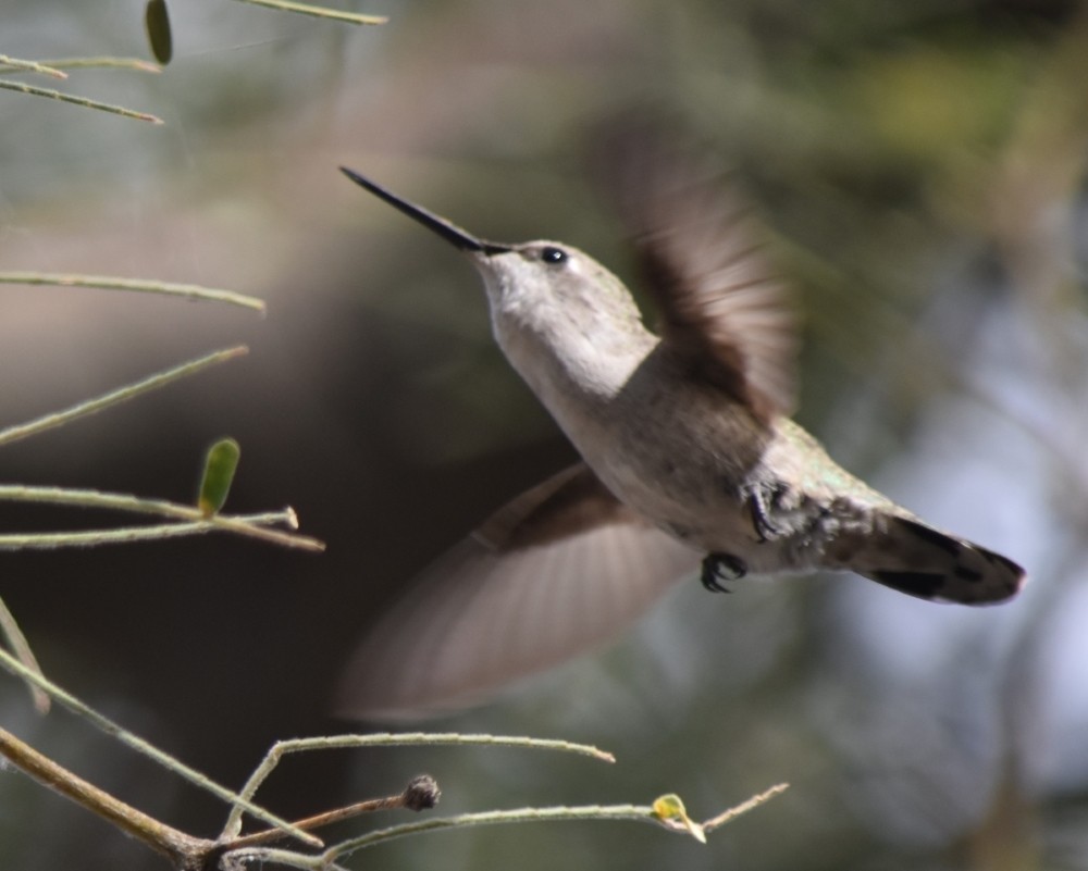 Costa's Hummingbird - ML611174965