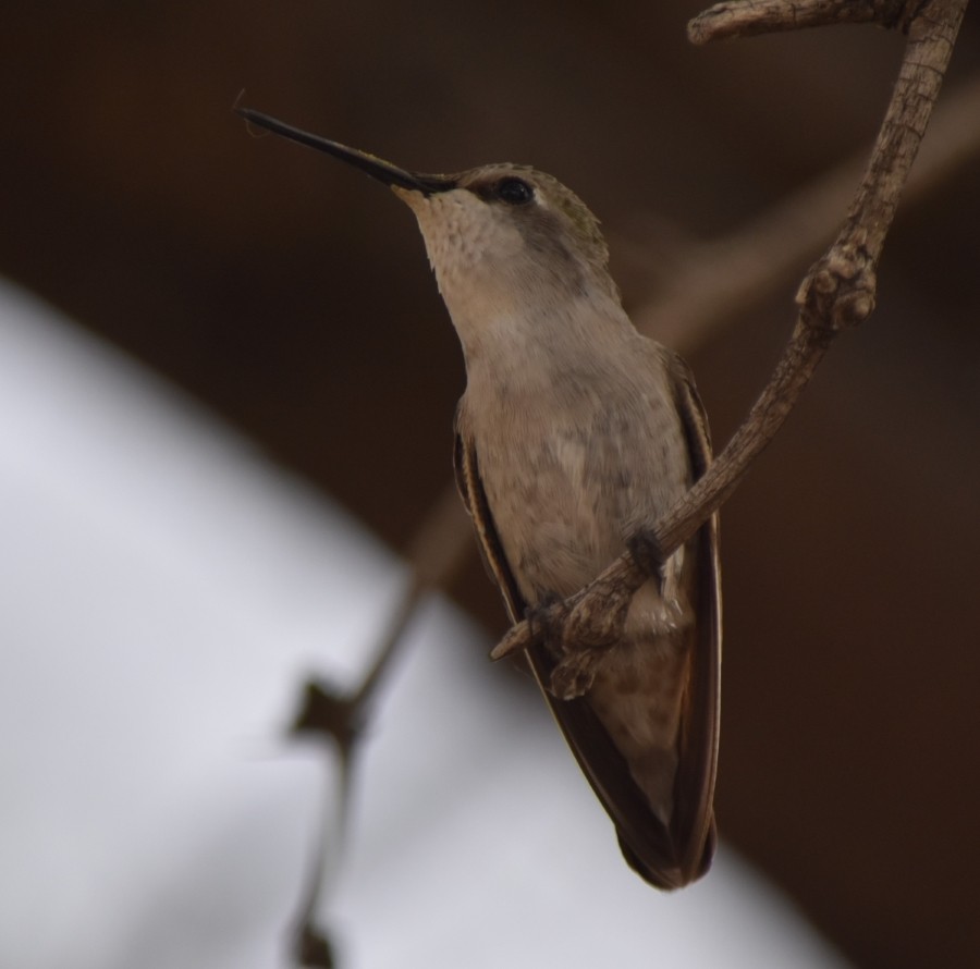 Costa's Hummingbird - ML611174966