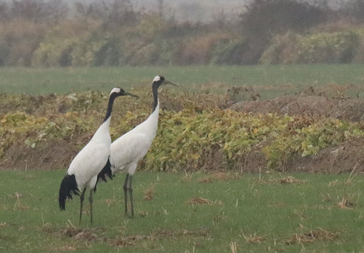 Red-crowned Crane - ML611174989