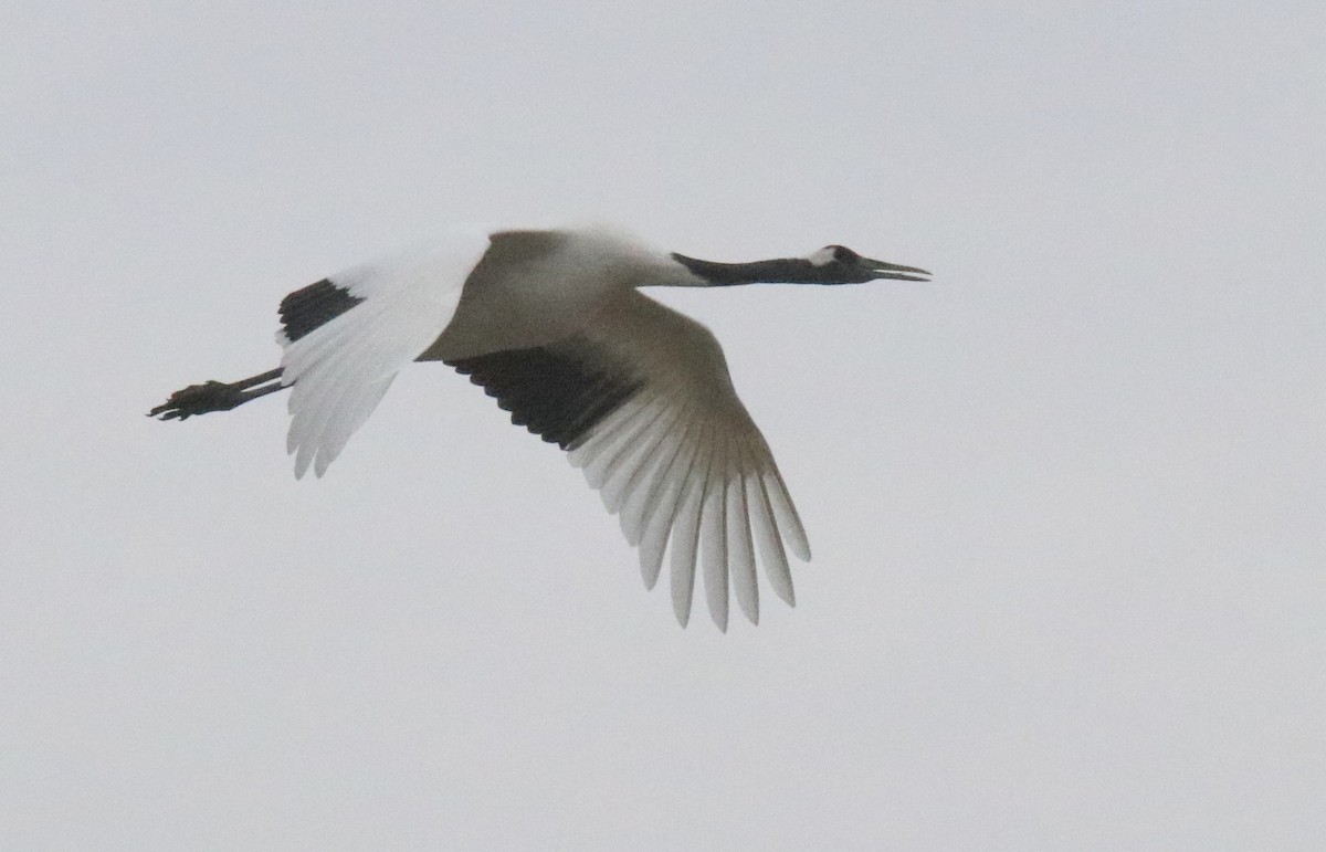 Red-crowned Crane - ML611174992