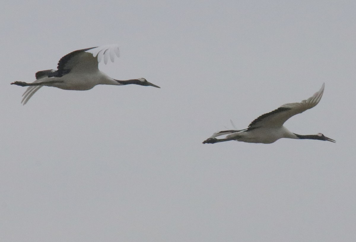 Red-crowned Crane - ML611174993