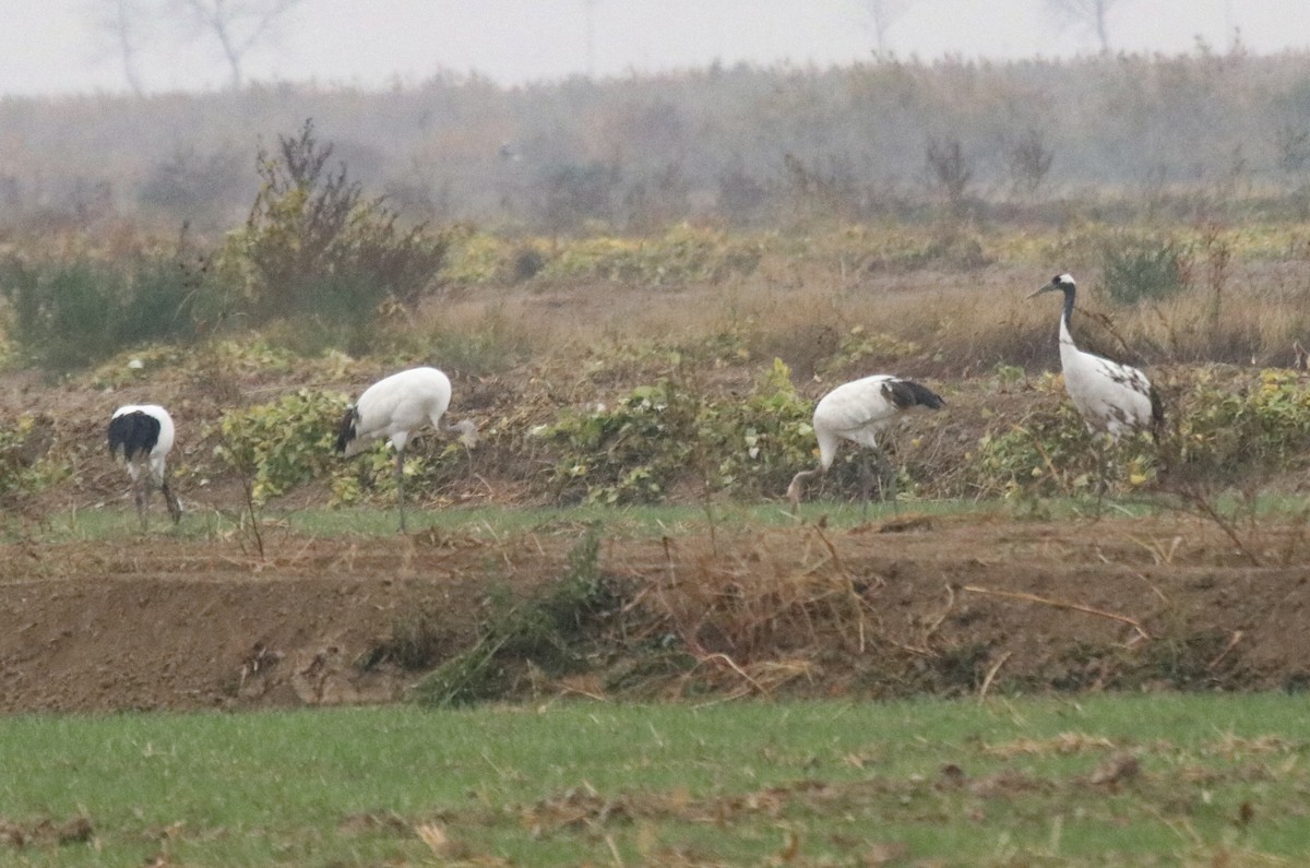 Red-crowned Crane - ML611174994