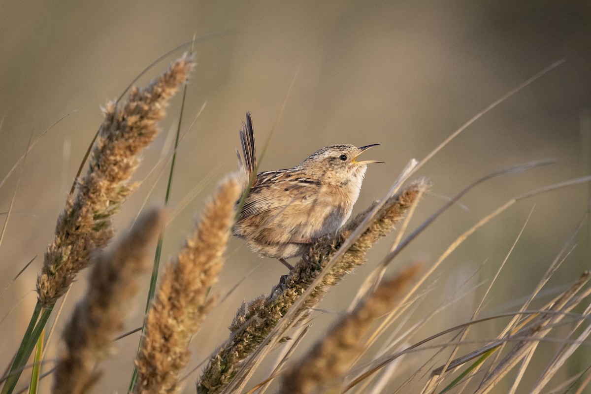 Grass Wren - ML611175013
