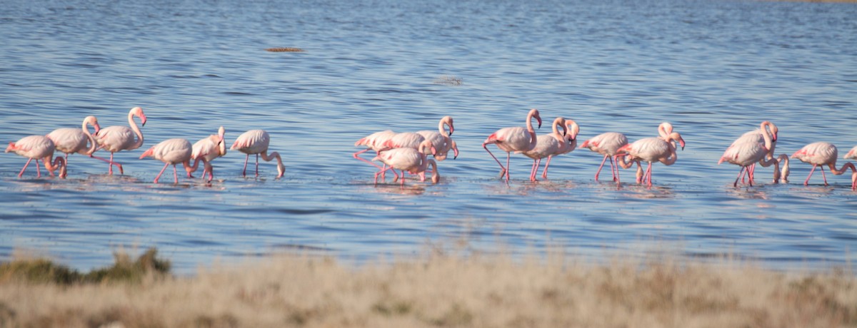 Greater Flamingo - Edmund Bell