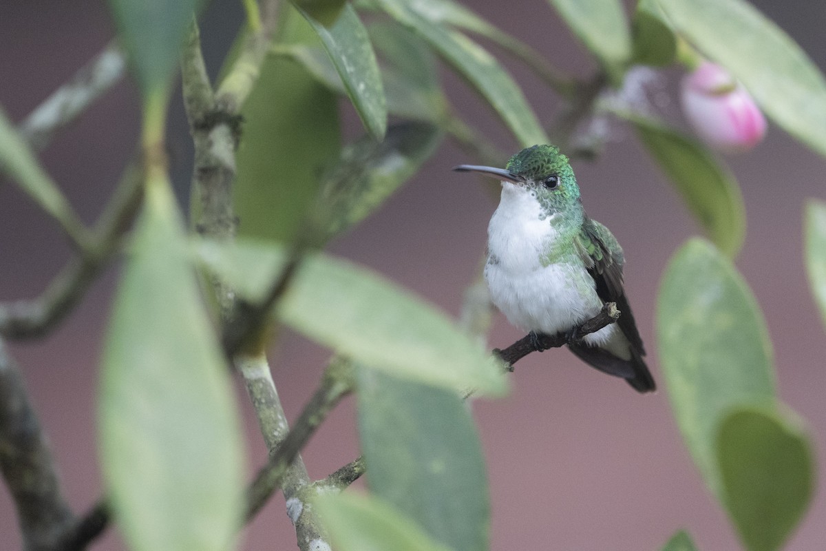 Andean Emerald - ML611175071