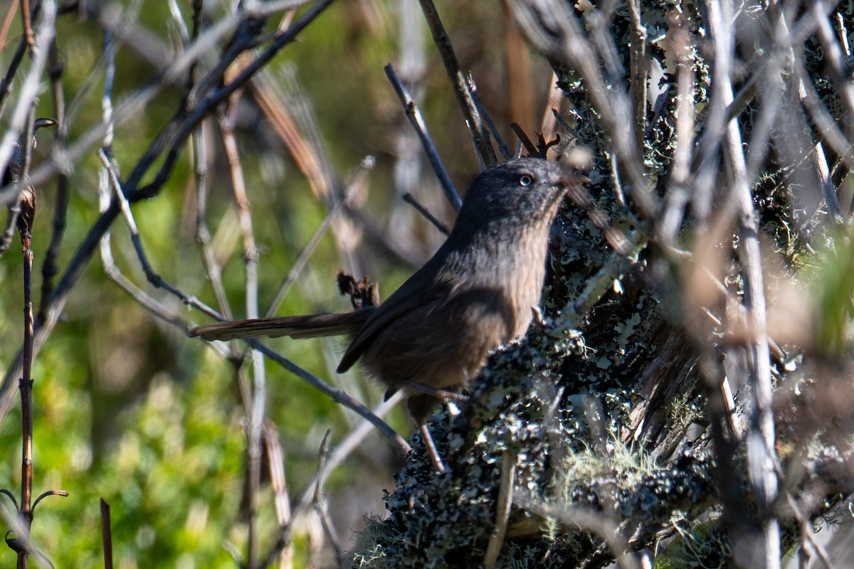 Wrentit - ML611175135