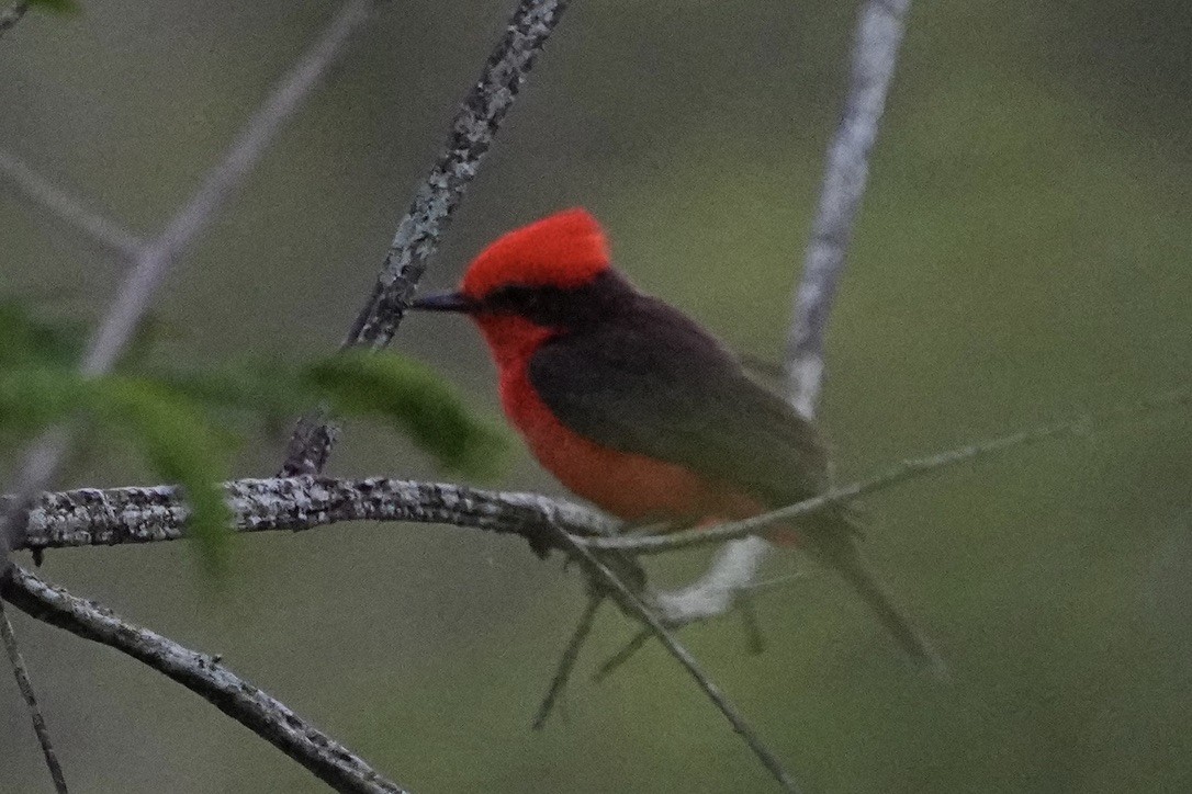 Vermilion Flycatcher - ML611175145