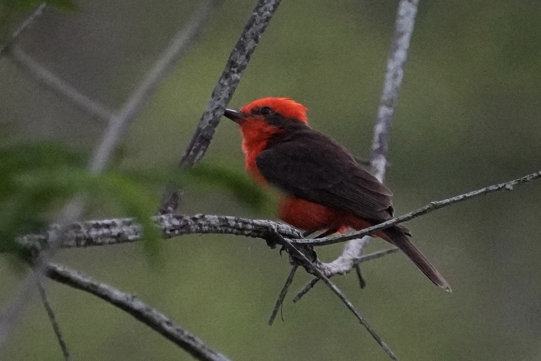 Vermilion Flycatcher - ML611175146