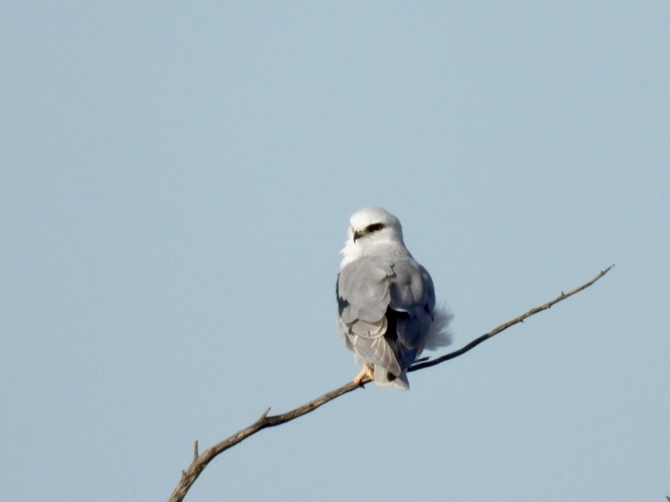 White-tailed Kite - Della Bossart