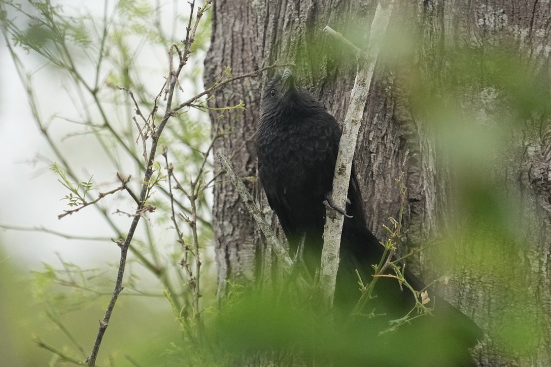 Groove-billed Ani - Christopher Carlson