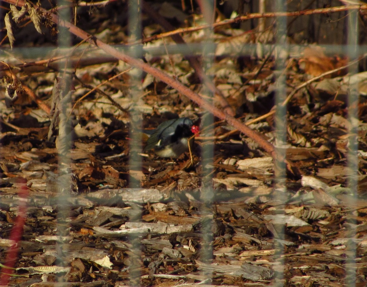 Black-throated Blue Warbler - ML611175306