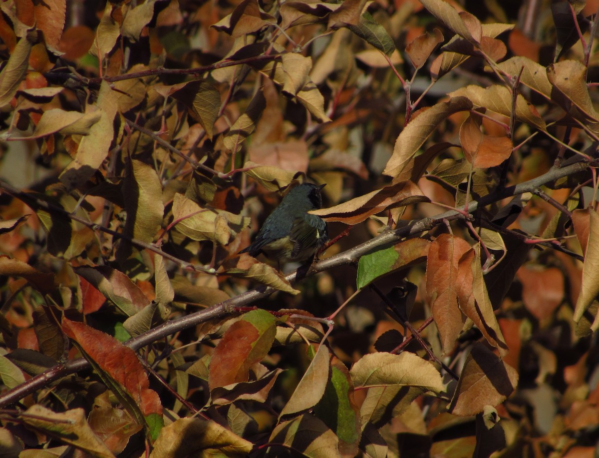 Black-throated Blue Warbler - ML611175310