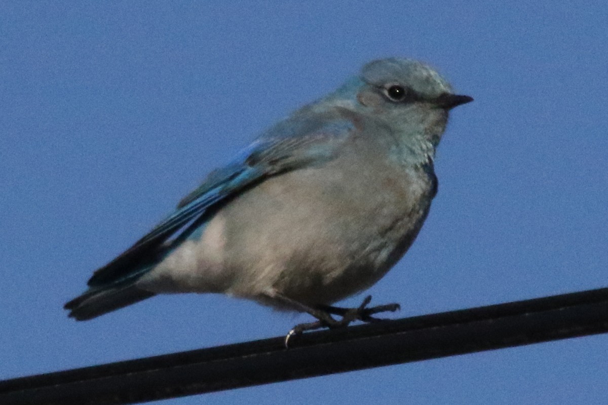 Mountain Bluebird - ML611175348