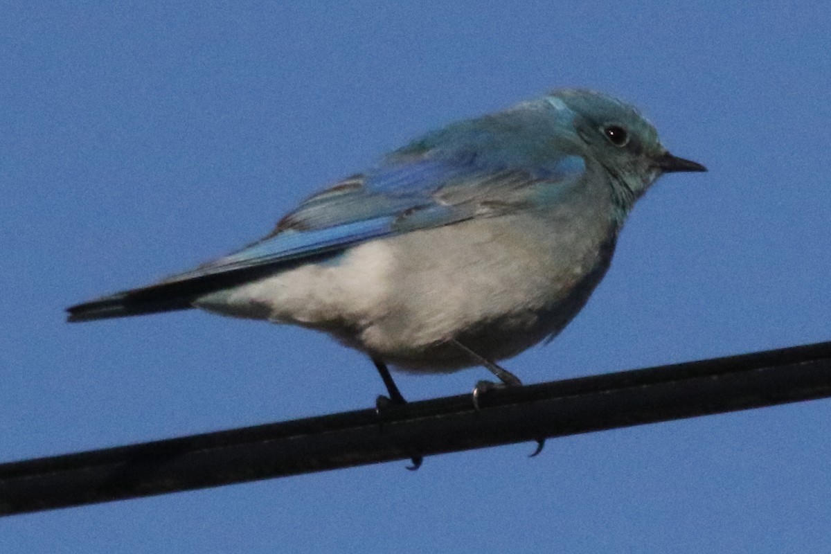 Mountain Bluebird - ML611175349