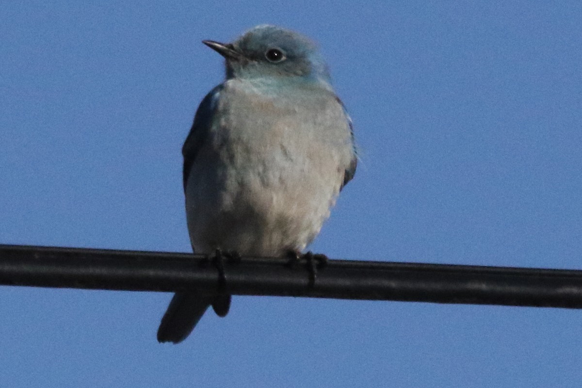 Mountain Bluebird - ML611175350